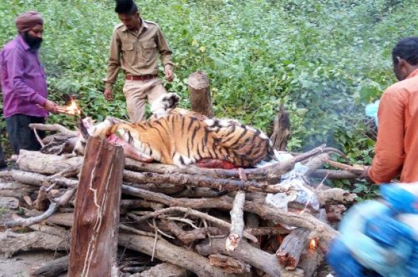 The Weekend Leader - Officer who led ops to kill man-eating tigress speaks out
